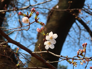 開花宣言