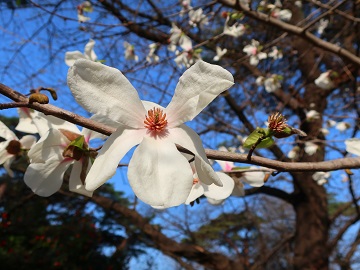 コブシの花
