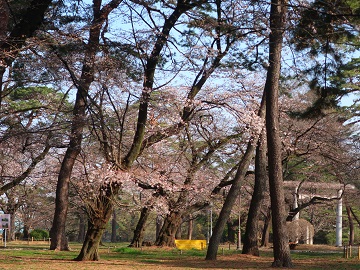護国神社付近