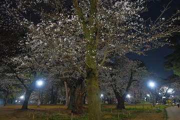 夜桜