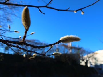モクレンの花芽