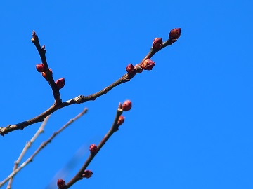 紅梅の蕾
