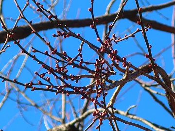 紅梅の枝