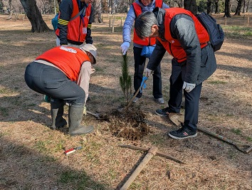 アカマツの移植作業