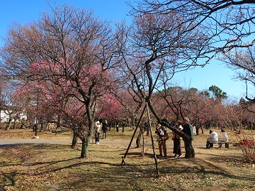 第二公園梅林