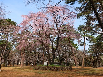 枝垂れ桜