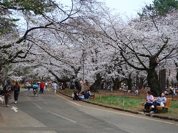自由広場北側園路