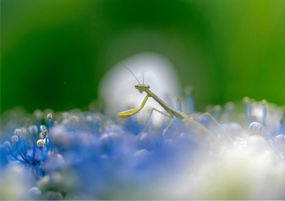 写真：部門A梅雨散歩