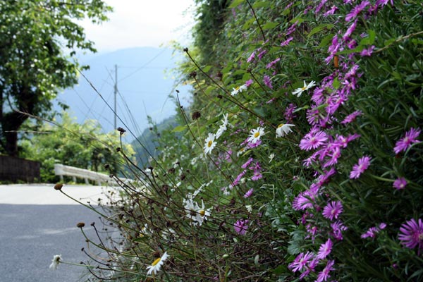 住民が植えた沿道に咲く花の写真その1