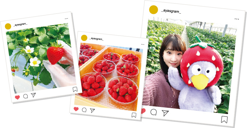 川内彩さんがいちご狩りを楽しむ写真