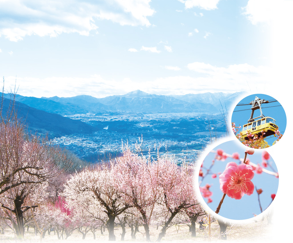 宝登山・梅百花園の梅の写真