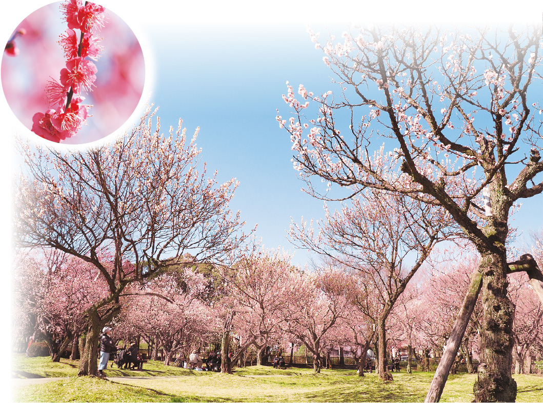 大宮公園（第二公園）の梅の写真