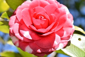 0208キクトウジ