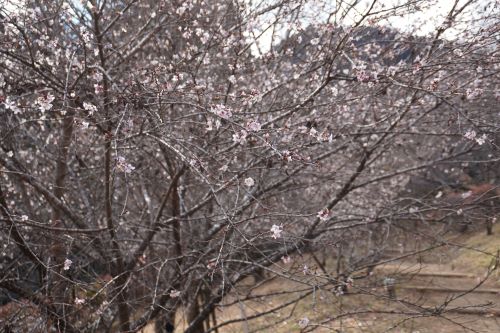 冬桜1