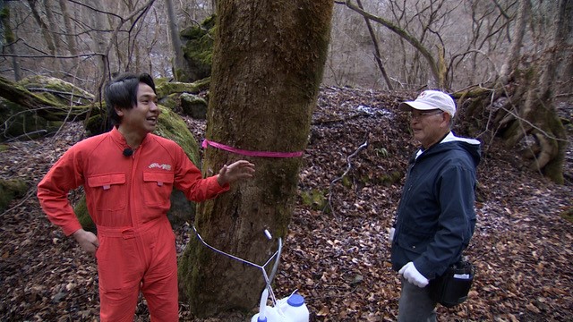 カエデの樹液を取るカナイと黒澤さん