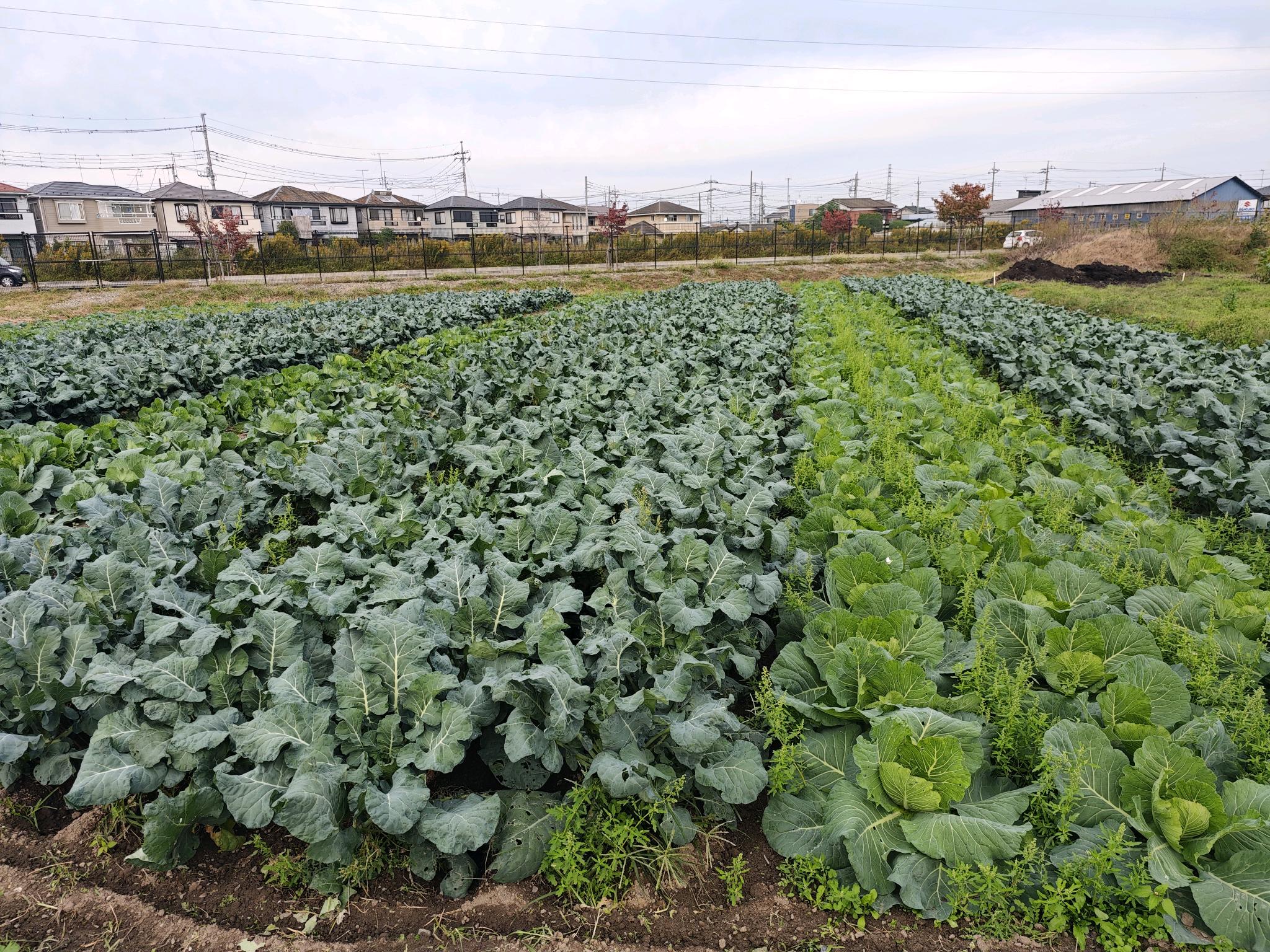 県立杉戸農業高校の実習用の畑の写真