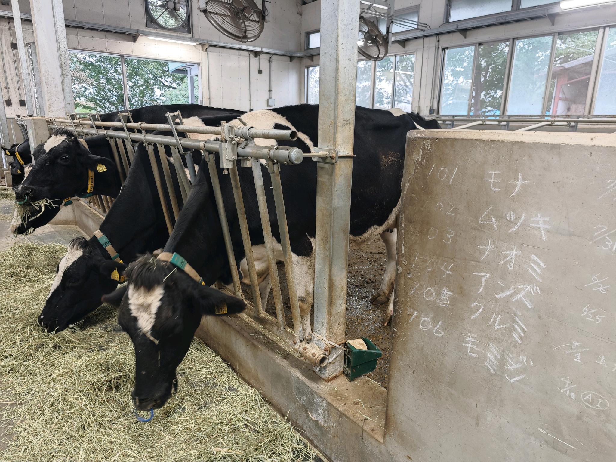 県立熊谷農業高校の牛の写真