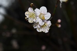 0303梓弓