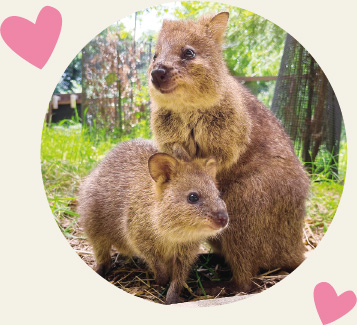 2匹のクオッカが寄り添う写真