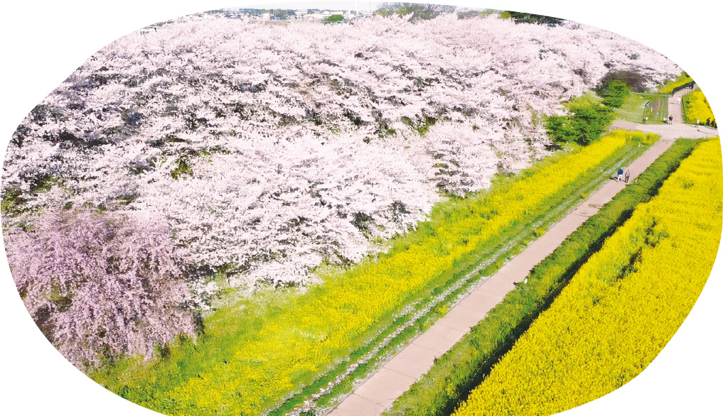 4号公園の堤に桜と菜の花が咲き乱れる様子