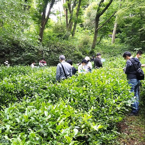 茶畑で茶摘みをする様子の写真