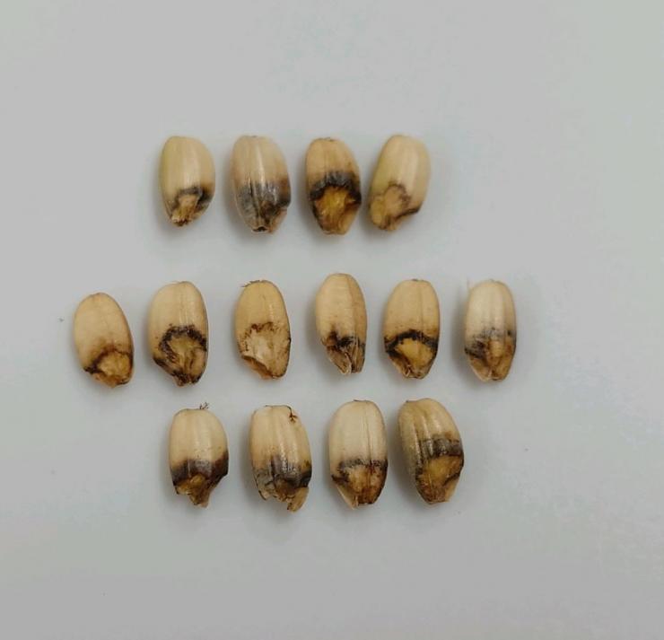 イネカメムシによる斑点米