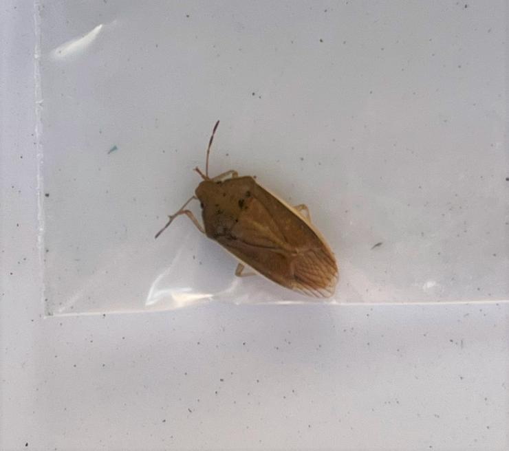 イネカメムシ成虫