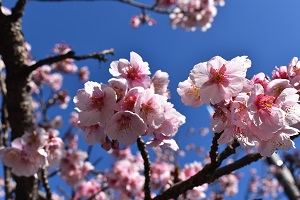 0307カンザクラ