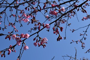 0322ミヤビ