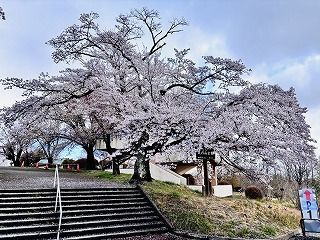 美の山公園入口の標準木。雨が降ったが、引き続き満開。