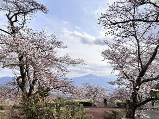 少し霞んでいる武甲山とソメイヨシノ。