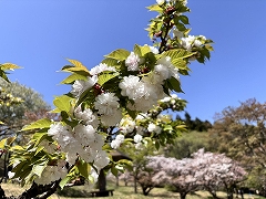 イチハラトラノオ。白くて花びらや葉が密集して枝につく桜。虎の尾に見えるのが名前の由来。