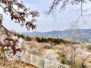 ヤマザクラの枝と背景には皆野町の山々と桜の淡いピンク色のコントラストが綺麗。