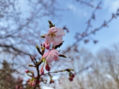 開花したてのオオカンザクラの2輪のアップ写真。青空に花びらが透けている。