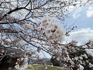 1分咲きのソメイヨシノの枝。枝先はかなり咲いている。