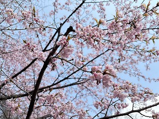 満開のオオカンザクラ。濃いピンク色で、花びらは透けるほど薄い。