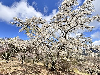 花の森にある満開のイズヨシノ。おおぶりな一重の花弁で白い。