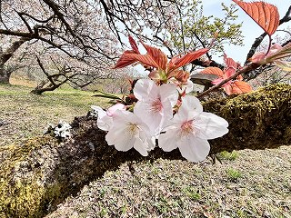 オムロアリアケという桜の園芸品種。大ぶりな花付きで、白い。