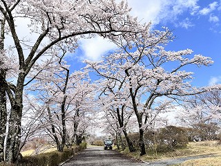 園内の距離の短い桜並木。満開。青空に映える。