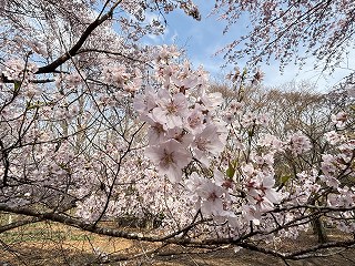 画面いっぱいの満開のオオカンザクラ。