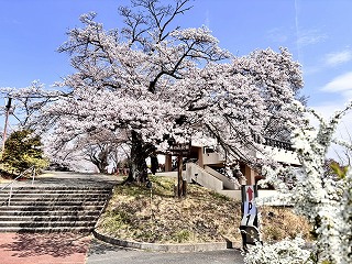 美の山公園入口のソメイヨシノの標準木。満開。手前にはユキヤナギ。