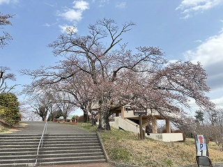 美の山公園のソメイヨシノの標本木。1分咲き程度