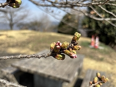 開花をひかえ、少しピンクがかってきたソメイヨシノのつぼみ。