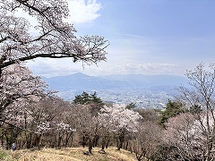 道路から見た秩父盆地と桜。空は春霞。