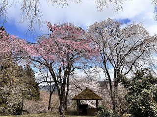 薄いのと濃いピンク色の2種類のシダレザクラに挟まれた四阿。