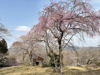 5分咲き程度のシダレザクラと四阿。濃いピンク色と薄いピンク色。
