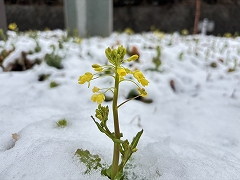 雪の中に咲く菜の花のアップ写真