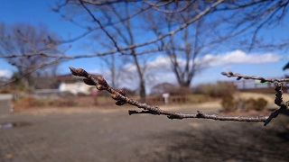 サクラの枝についている固いつぼみたち。背景には青空。