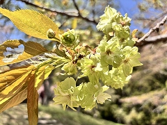 ギョイコウ。花が緑色。真ん中に濃いピンク色の筋がある。