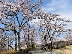 距離が短い桜並木。青空に映える。